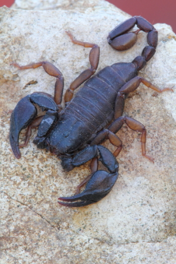 Euscorpius italicus